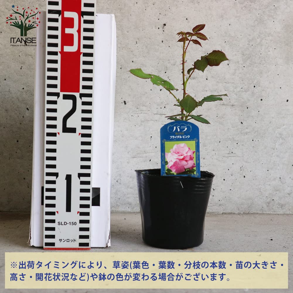 Amazon.co.jp: ITANSE 薔薇 ブライダルピンク 4号 1個売り[花木