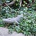 DiliComing Swamp Alligator Garden Statue - 28 Inch Realistic Crocodile Sculpture for Lawn Ornament Stalking Alligator Decor for Yard Gifts for Father 28 x 12 x 6 Inch