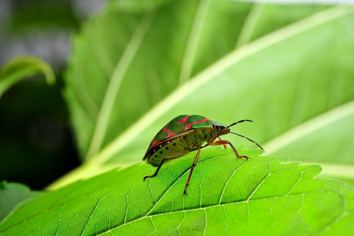 Venus LAOWA VEN6028C Ultra Macro Manual Focus Lens for Canon EF Mount, 60 mm F/2.8