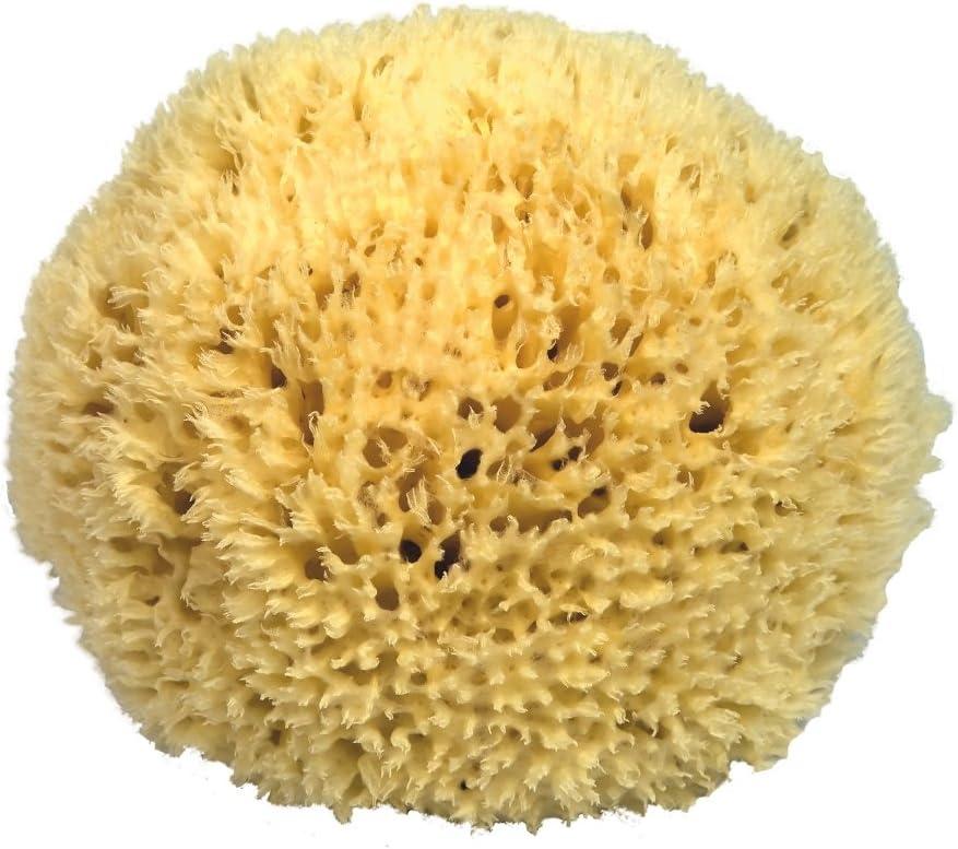 Premium Quality Natural Sea Sponge (Approx. Diameter 19cm)