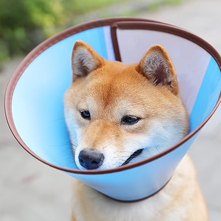 vivifying pet cone