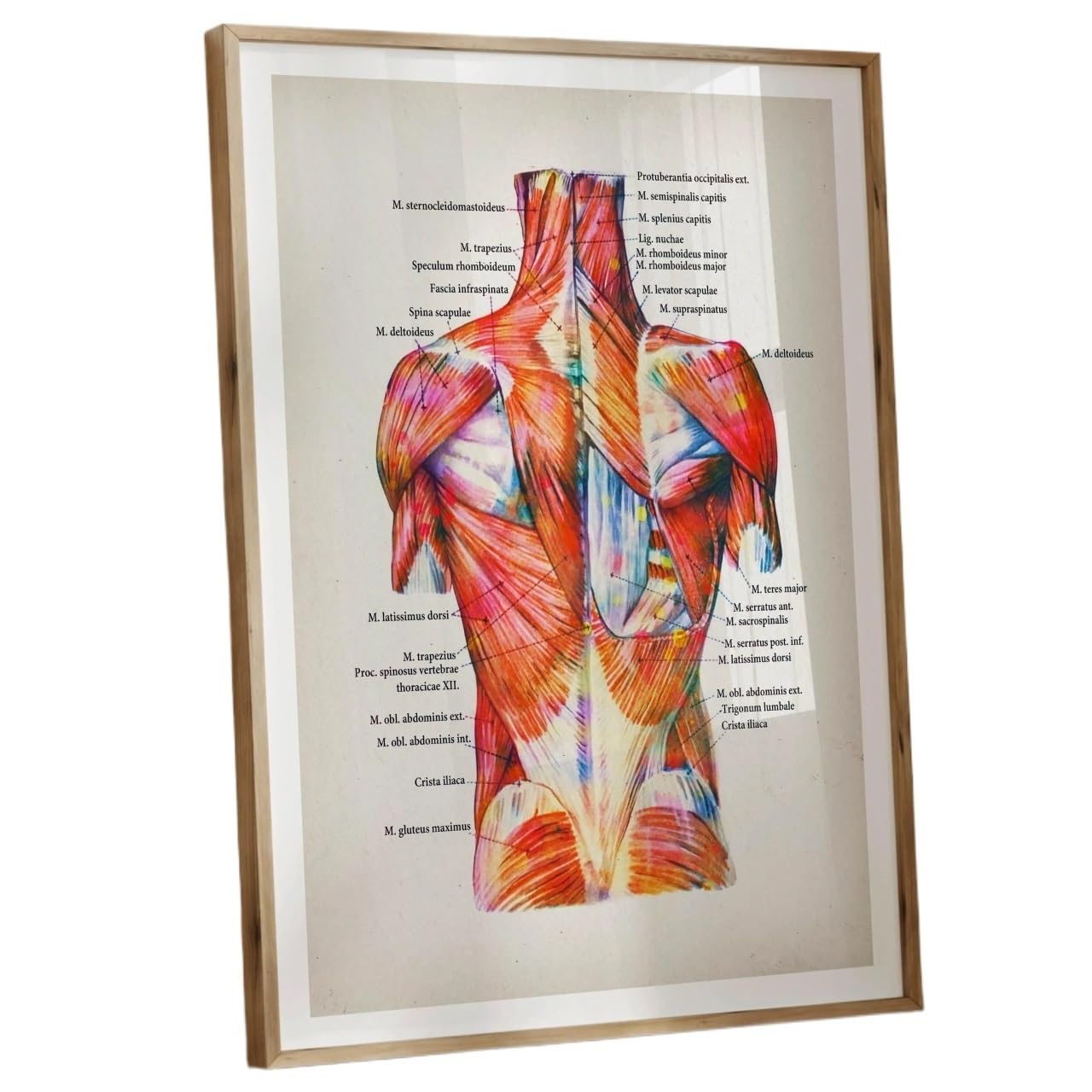 HGETJOHXEM Human Muscle System Watercolor Chart - Labeled Anatomy Poster for Study, Clinic Decor & Fitness Training Reference(Framed,12x18inch(30x45cm))