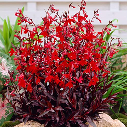 Lobelia 'Queen Victoria' in 10cm Pot - Lovely Herbaceous Perennial - Rich Scarlet Flowers (1 Plant)