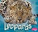 Leopards (African Animals)