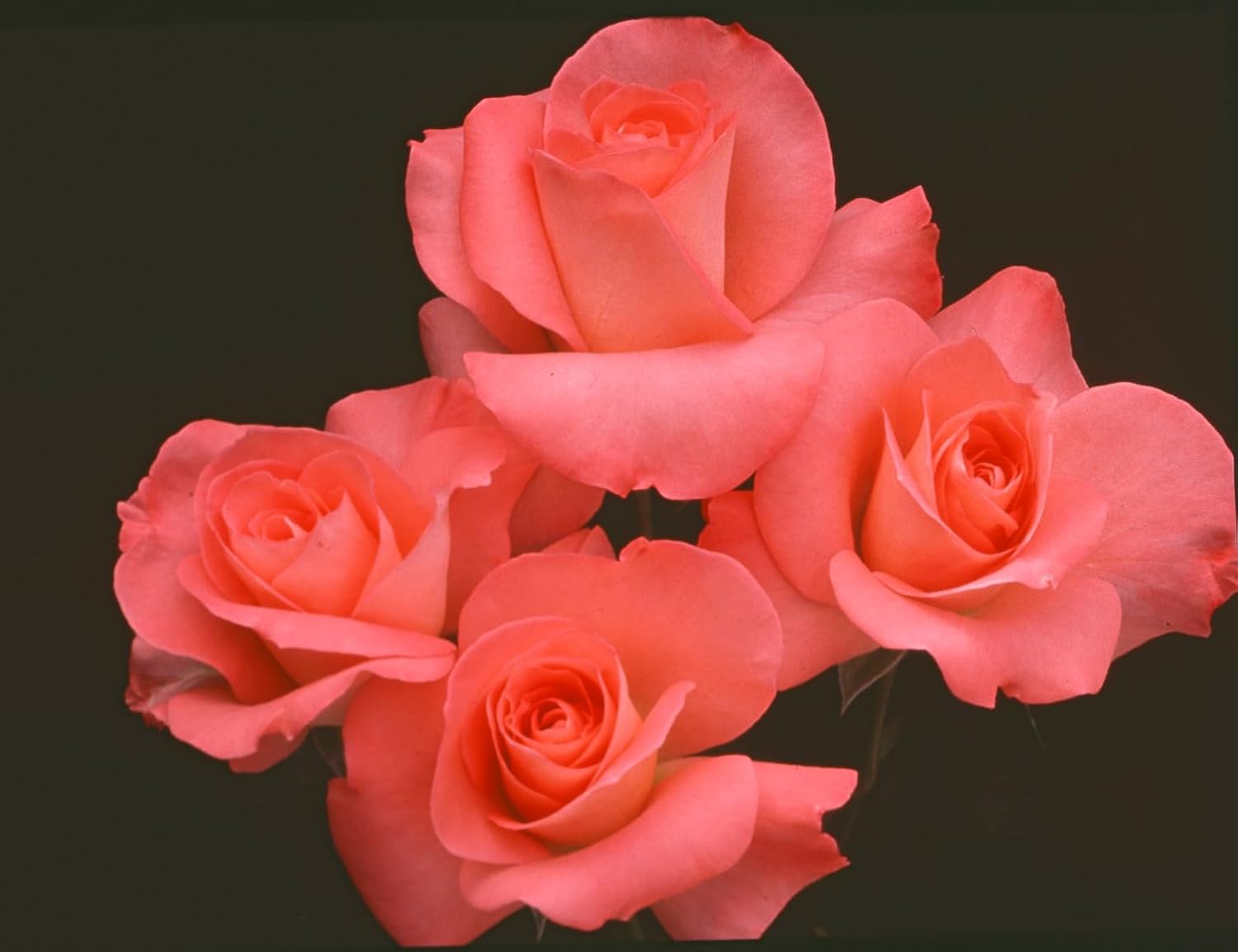 Heirloom Floribunda Roses, Live Own Root Plant for Outdoor Garden, Sea Pearl, Moderately Fragrant, Hardiness Zones: 6-10, Repeat Blooming
