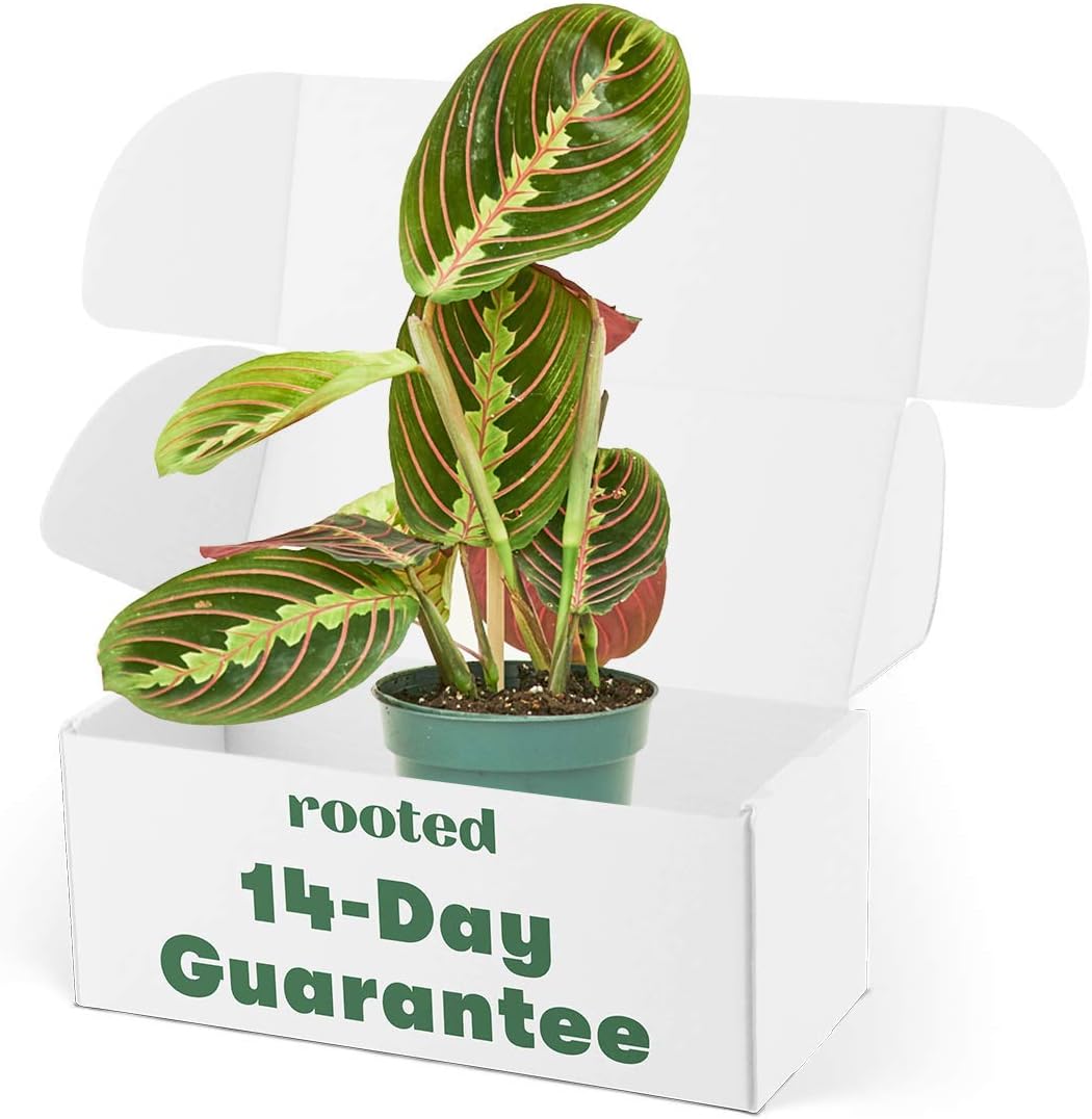 Rooted Red Prayer Plant, Maranta Leuconeura, Live, Live Indoor, Home Decor, Easy to Grow, Easy to Care, Outdoor Garden and Low Maintenance Houseplant (4")