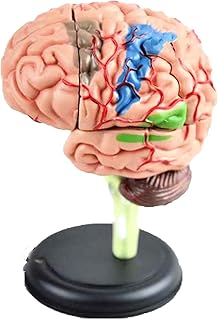 Human Organ 4D Brain Assembly Model Medical Teaching Medical Teaching Anatomy Human Body Brain， Educational Model，Multicoloureduseful SaiFei