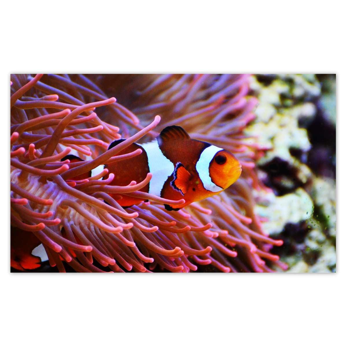 Papier peint intissé poisson-clown récif 520 x 318 cm poster mural géant mer tropicale