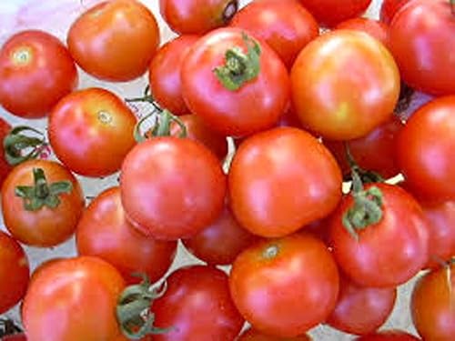 Miniatura 4 de Semillas Semillas de Tomate, Sweet grande Tomate Cherry, Heirloom orgánico, 20, sabrosas, ideal para ensaladas