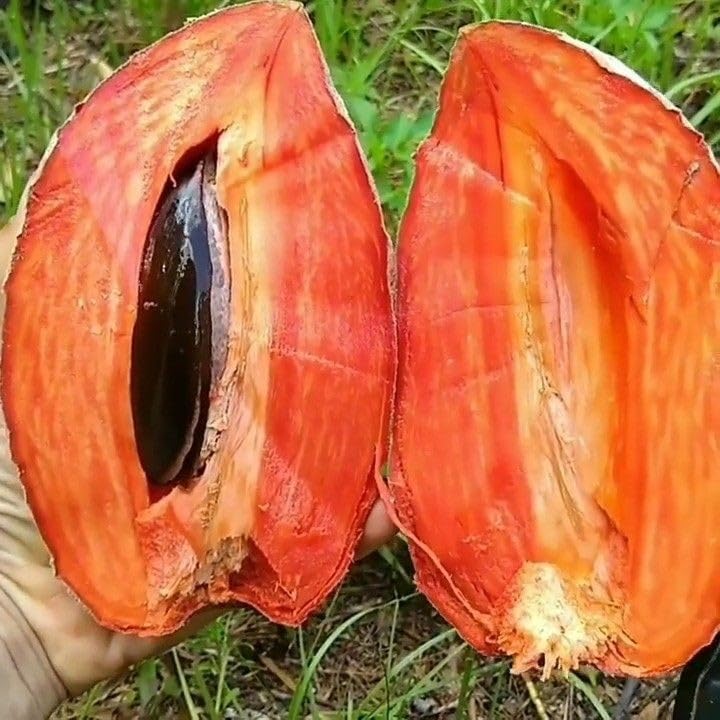 Image of Thai Sapota Chiku Live Fruit Plant | Grafted Dwarf Variety of Zapote Chico | Manilkara Zapota Tree for Home Garden | High Yield, Sweet Fruit | Easy Grow | Live Plant for Backyard - Pack of 1