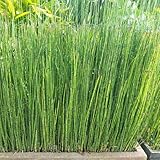 Baumschule WEDROWSKI w