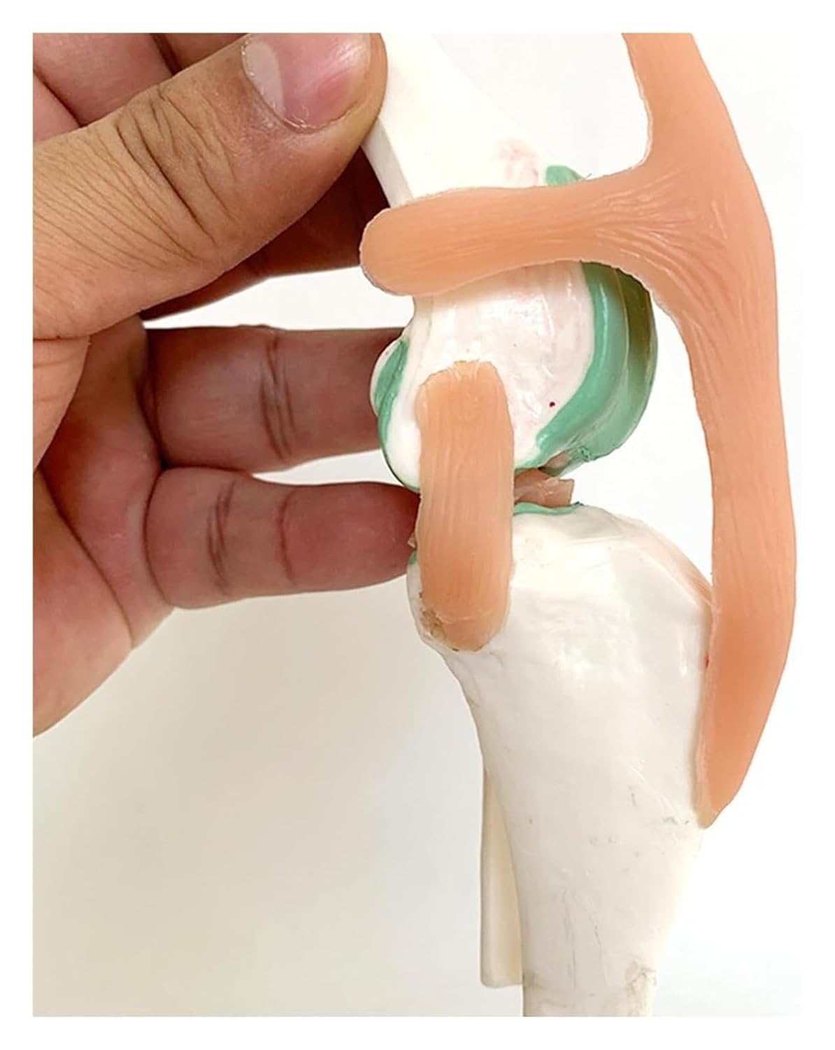 Dog Knee Joint Model, Anatomical Canine, Artificial Natural Size PVC Anatomy with Animal Skeleton