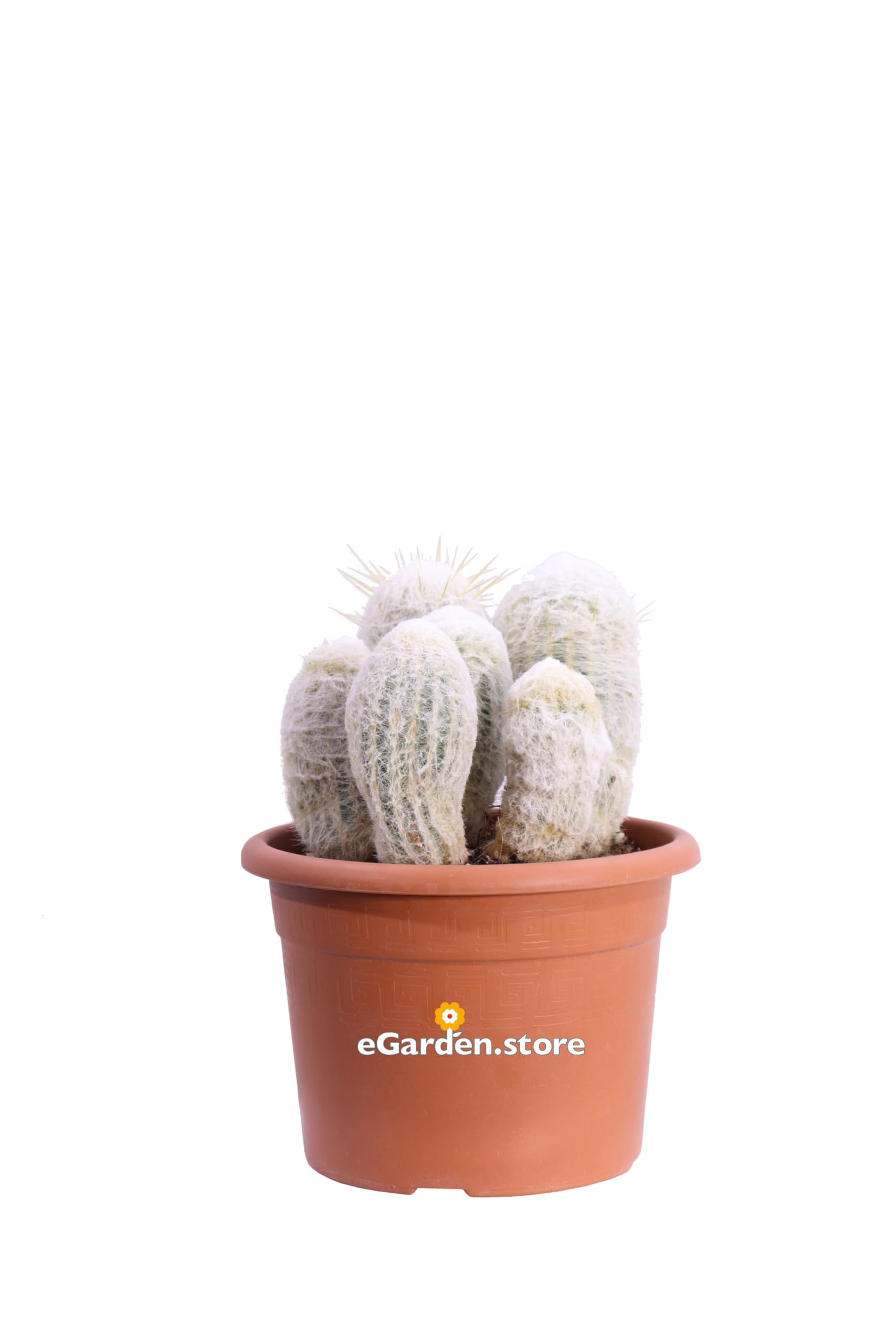 Pianta di Espostoa Nana Pianta di Cactus Lanoso pianta grassa Cactus globulare pianta da esterno pianta da interno pianta ornamentale pianta vera venduta da eGarden.store