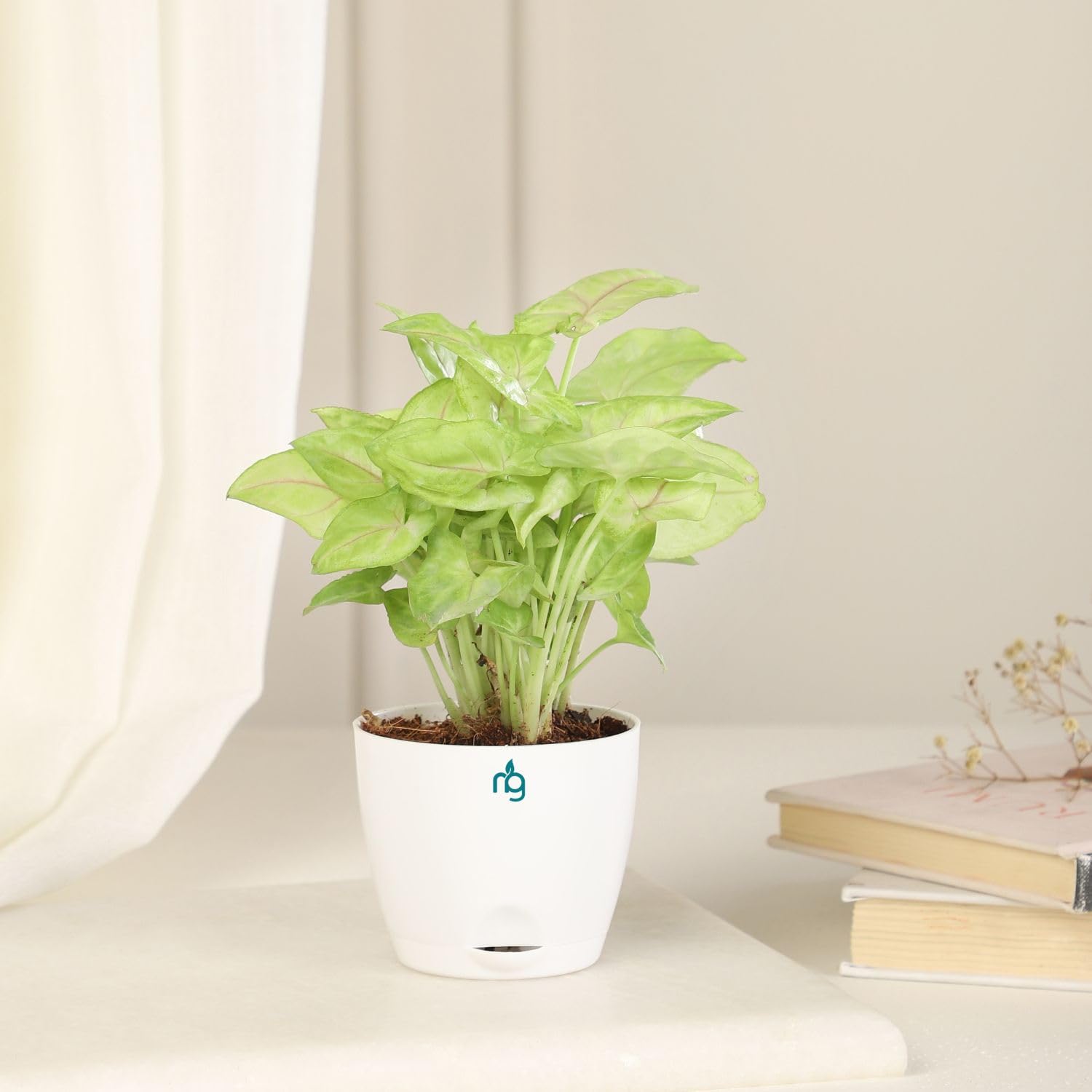 Nurturing Green® Pink Vein SyngoniumPlant in White Self-Watering Plastic Pot | Plants for living Room | Decorative Plants for office | Indoor Plants for Living Room (B0D8VYFY6Q) Amazon Price History, Amazon Price Tracker
