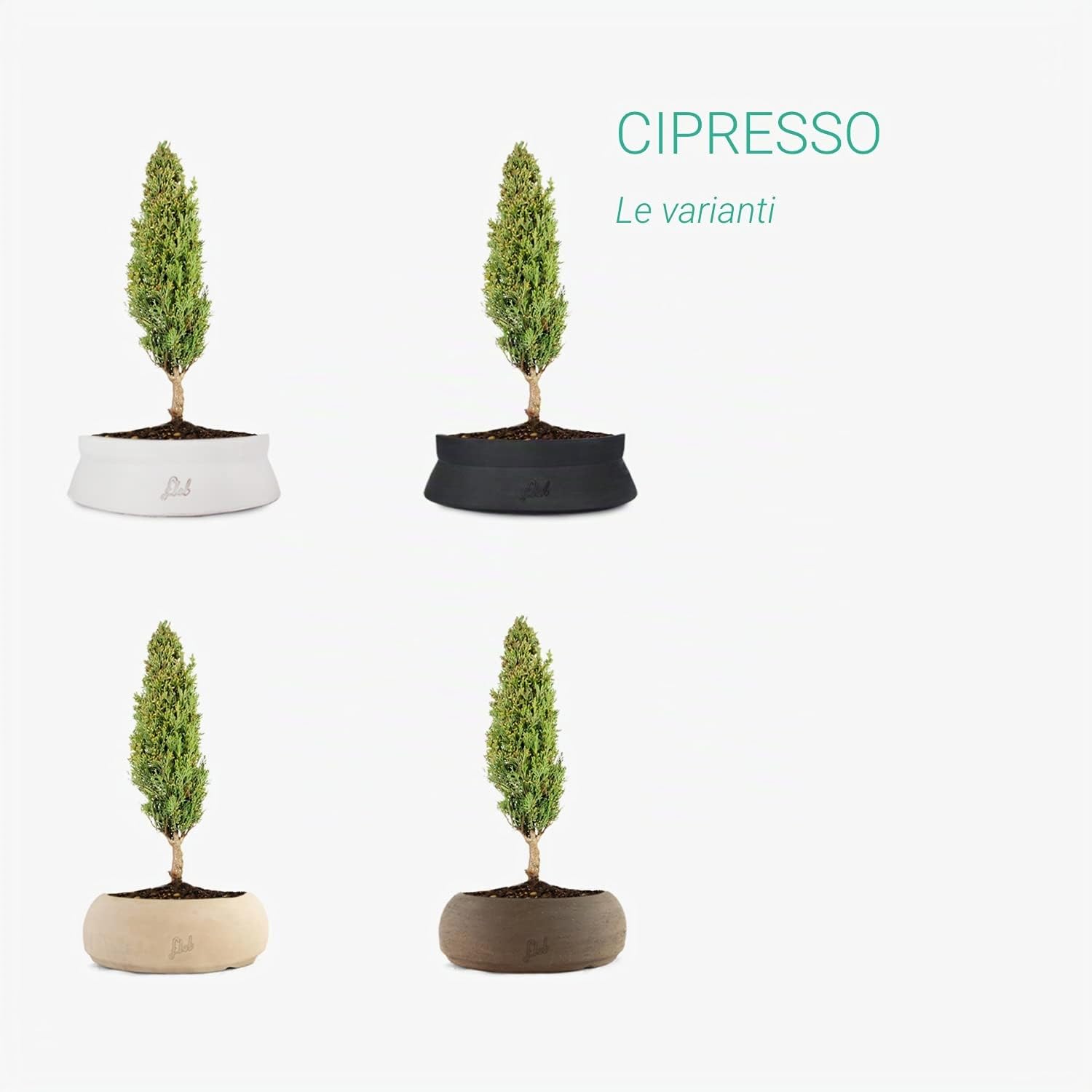 Cipresso Bonsai, Altezza 43 cm, Pianta Vera, Pianta da Interno, Vaso Artigianale in Terracotta - Marrone