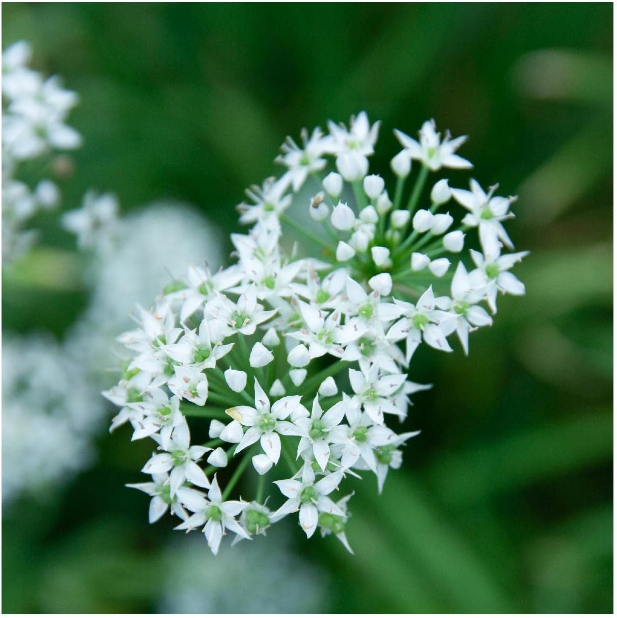 Everwilde Farms - 1 Lb Garlic Chives Herb Seeds - Gold Vault