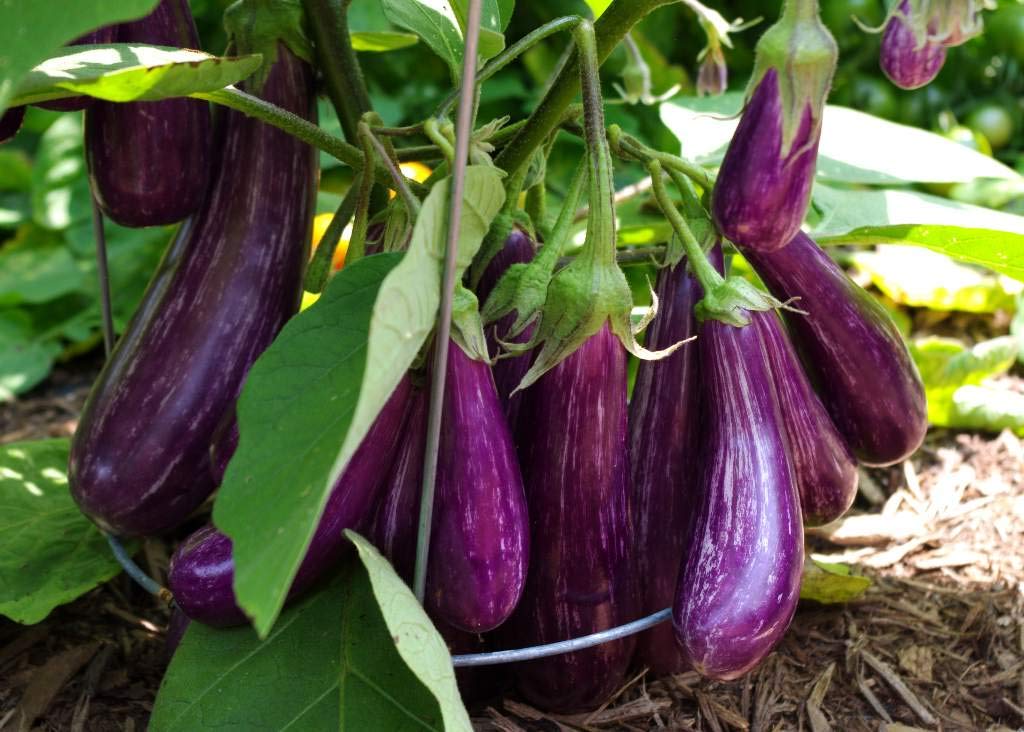 Arlo Hybrid Vegetable Seeds Giant " BRINJAL " Long Purple Eggplant - 50 Seeds (B07G15J8CK) Amazon Price History, Amazon Price Tracker