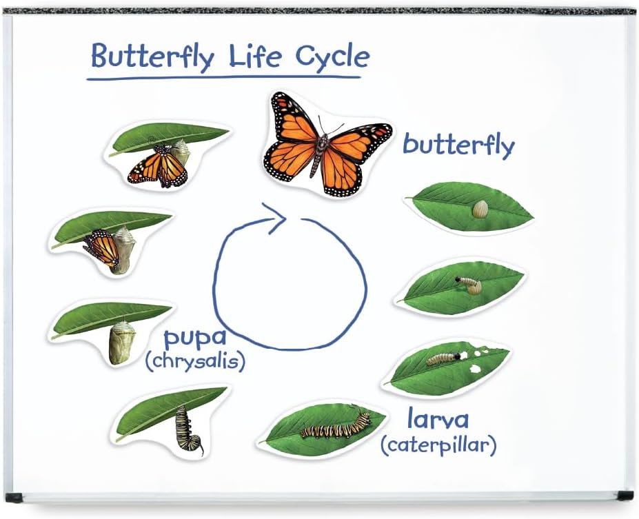 Learning Resources Giant Magnetic Butterfly Life Cycle
