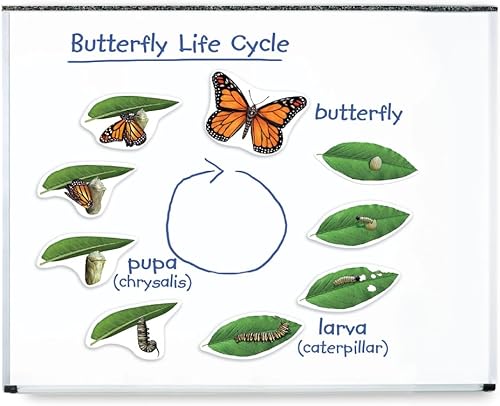 Learning Resources Ciclo de vida de mariposa, 9 piezas de escritura y limpieza, accesorios para el aula, ayudas didácticas, a partir de 5 años