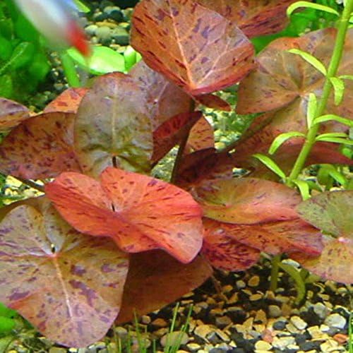 Nymphea Tiger Lotus Red