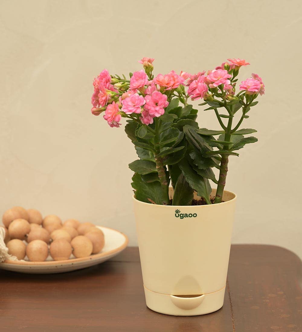 UGAOO Kalanchoe Pink Natural Live Indoor Plant with Pot - Small (B0B74PL59F) Amazon Price History, Amazon Price Tracker