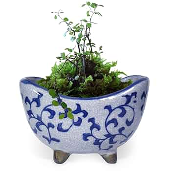 Amazon.co.jp: 植木鉢 陶器 三日月 脚付き おしゃれ 和風(唐草