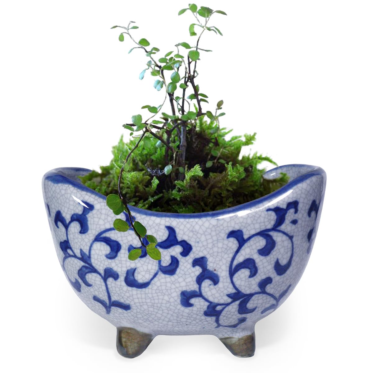 Amazon.co.jp: 植木鉢 陶器 三日月 脚付き おしゃれ 和風(唐草