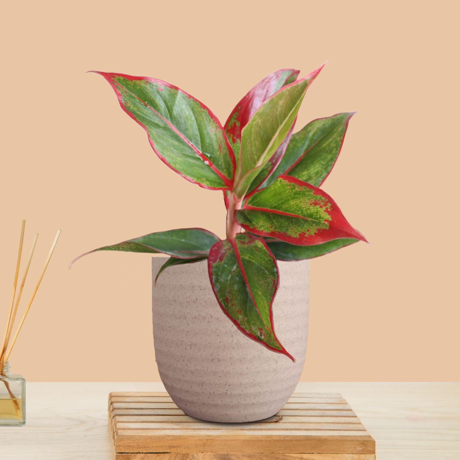 Greenkin Aglaonema Red Lipstick Live Plant in Eco Pot | Indoor Plants for Living Room | Small Plants for Home Decor | Air purifying Indoor Plants (Beige) (B0CY9F3ZD3) Amazon Price History, Amazon Price Tracker