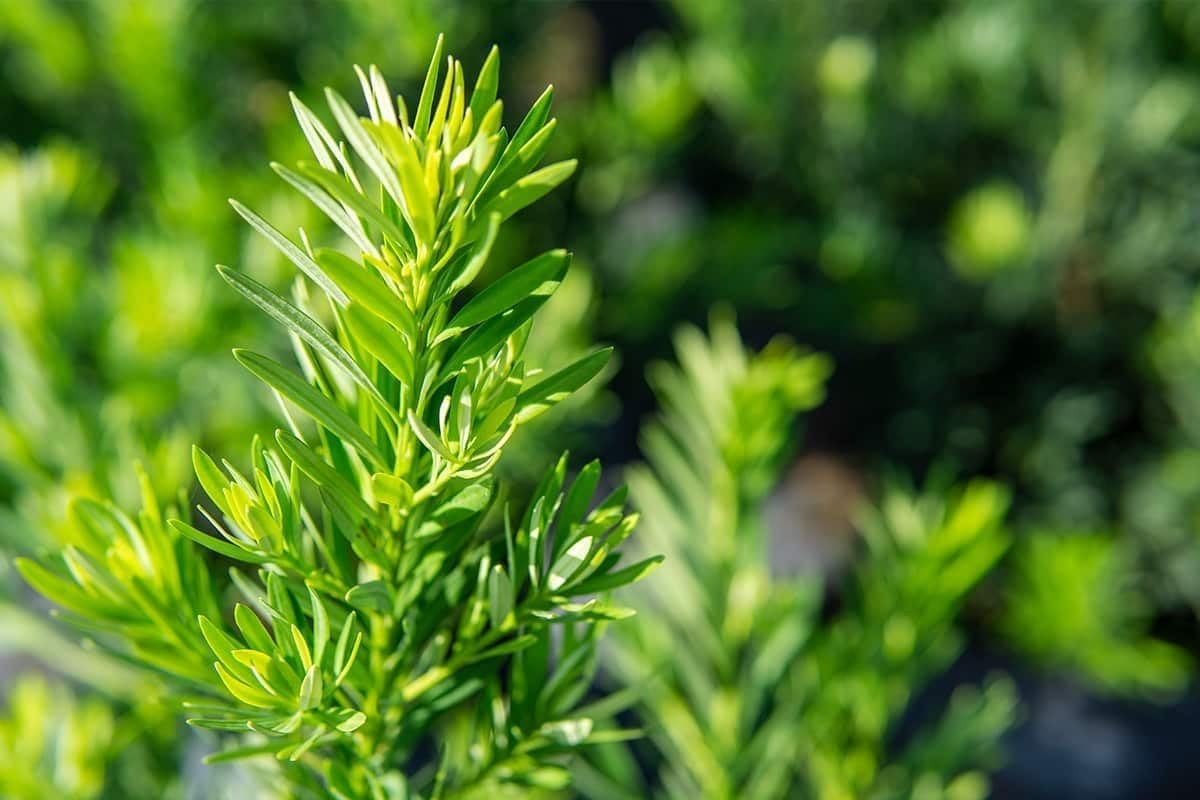 Podocarpus Pringles | 1 Extra Large Trade 3 Gallon Plant | Podocarpus Macrophyllus 'Pringles' | Ideal for Hedges | Low Maintenance Shrub