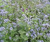 Kiepenkerl - Blumen-Saatgut