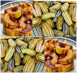 DELICATA - SWEET POTATO Squash - seed (Winter) ~ 7-9" fruits Sweet tasting - VERY PRODUCTIVE AND STORES WELL - 100 DAYS (0010 Seeds - 10 Seeds - Pkt. Size)