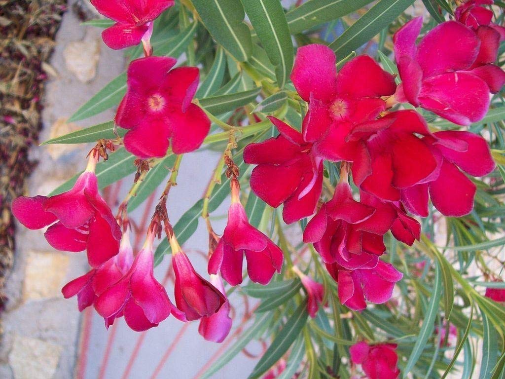 Gurveplantationi® - Kaner Oleander Flower Plant with Beautiful Pot. (Red) (B09X6JXZN8) Amazon Price History, Amazon Price Tracker