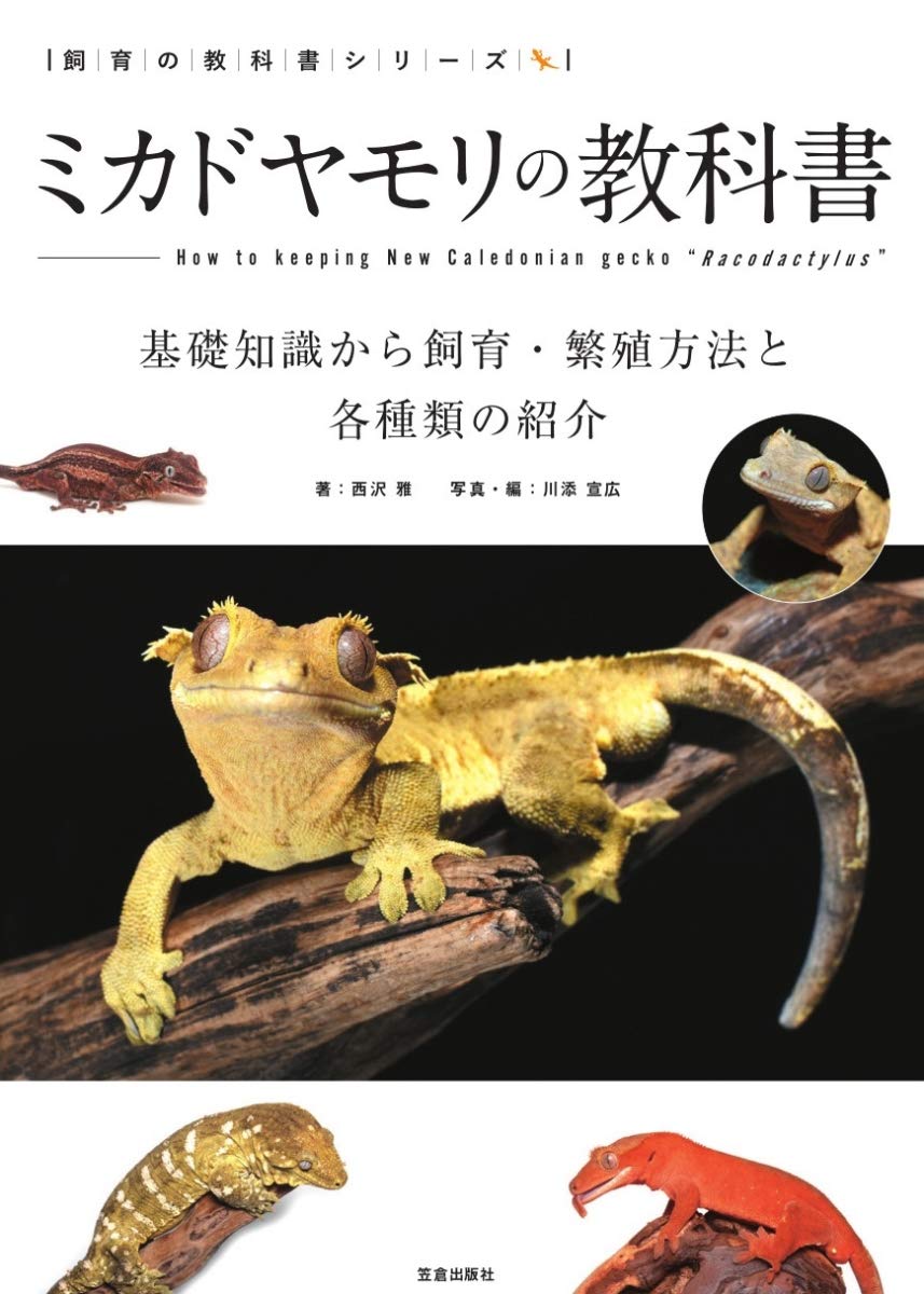 Rhacodactylus ミカドヤモリ　洋書12/15迄の限定値下価格！ ミカドヤモリの教科書 (飼育の教科書シリーズ) | 西沢 雅, 川添 宣広