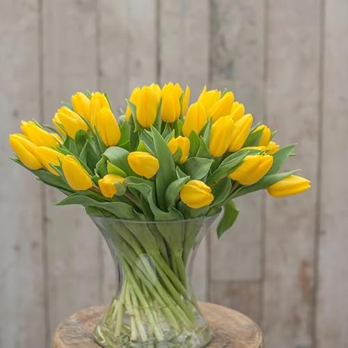 Miniatura 8 de Votaniki Bulbos de tulipán dorados fuertes, flores amarillas perennes y grandes en forma de copa  Tulipa Triumph 'Strong Gold' Tulip - Fácil de
