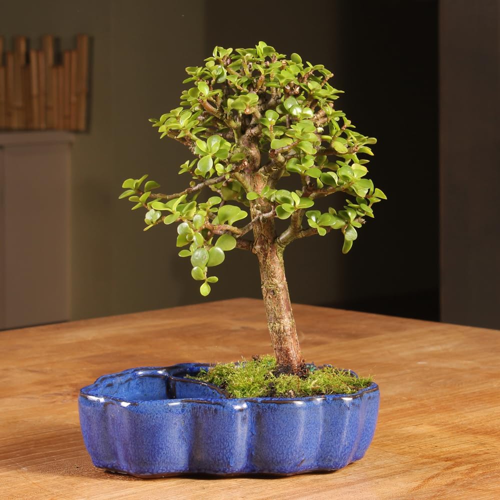 Brussel's Bonsai - Live Dwarf Jade Bonsai Tree in a Zen Ceramic Bonsai Pot, Indoor Succulent Houseplant, 3 Years Old, 5-8 Inches Tall, Easy Care Plant for Home or Office (Small, Green)