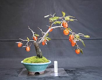 ※引取限定※　盆栽　山柿　樹高123cm 引取限定※盆栽山柿樹高123cm