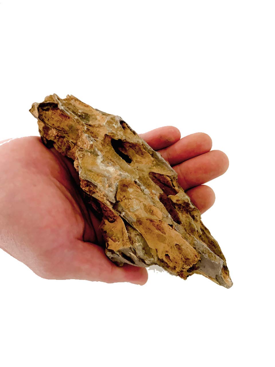 Amazon | 気孔石 黄虎石 蜂炎石 70-130㎜ 形状お任せ 6個 水槽 花壇