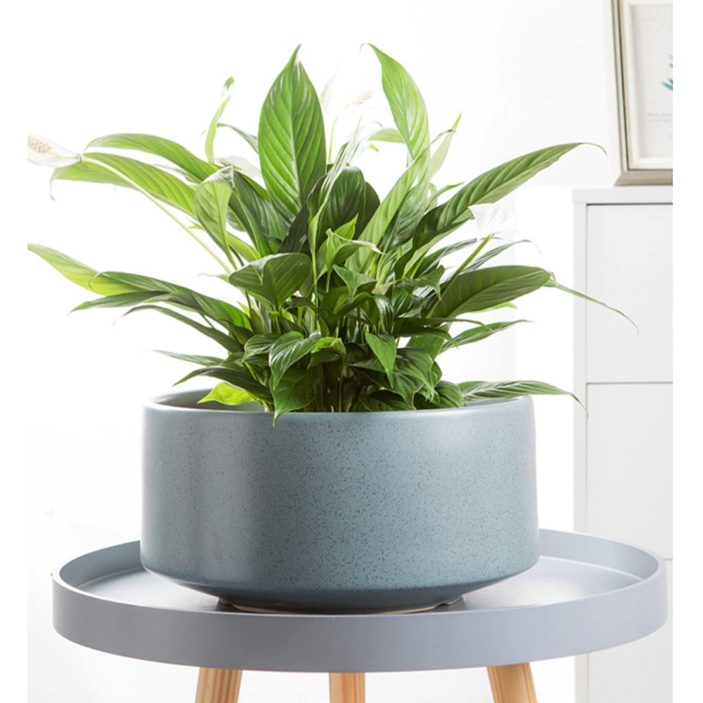 Vasi da Giardino Vaso di Fiori succulenti per la casa per la Decorazione Domestica, fioriere per vasi in Ceramica con Fori di drenaggio e piattini per Desktop