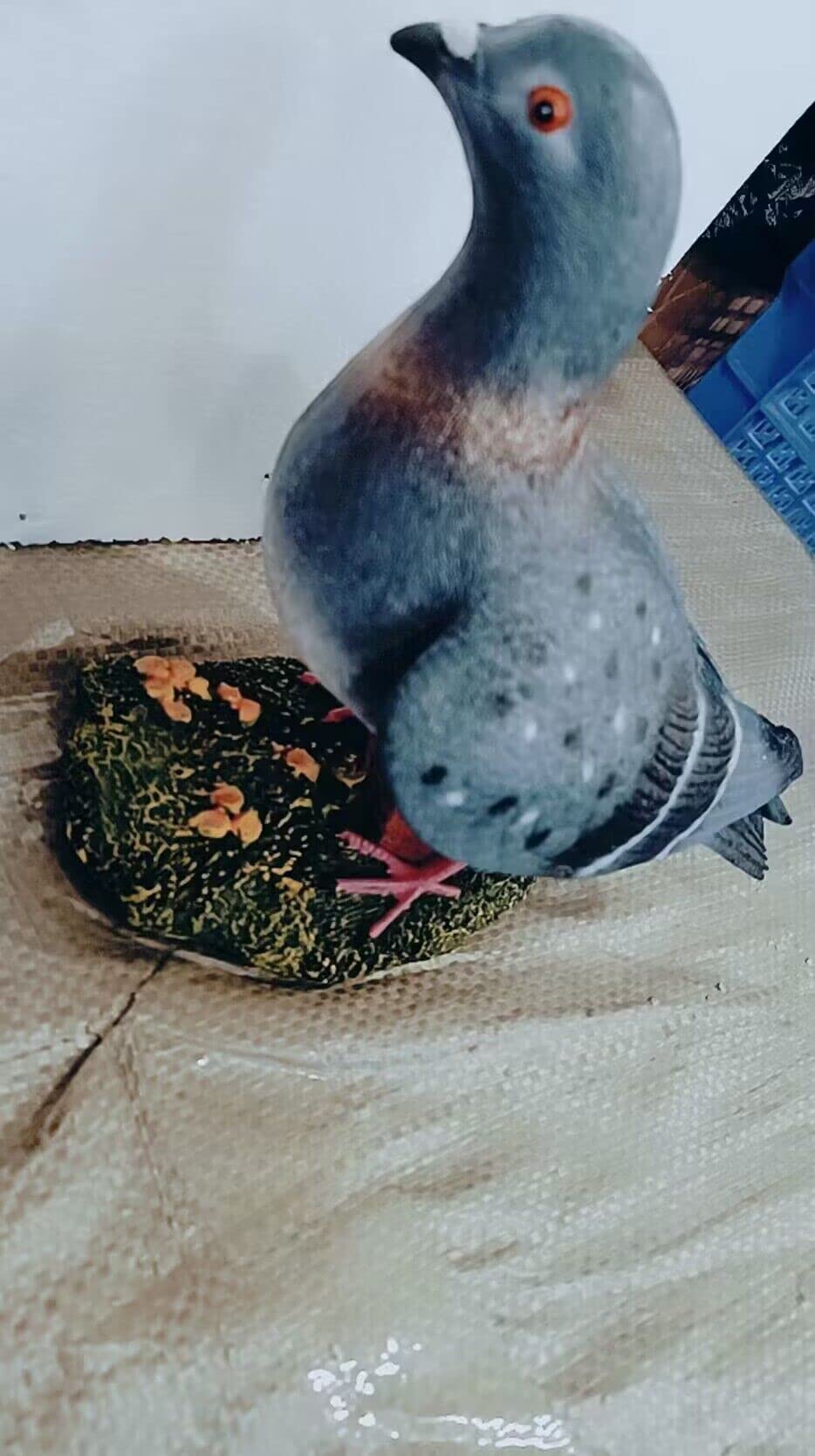 Amazon.co.jp: 鳩の置物 白 ピジョン タイプ 鳥 えんぎものの置物 とり