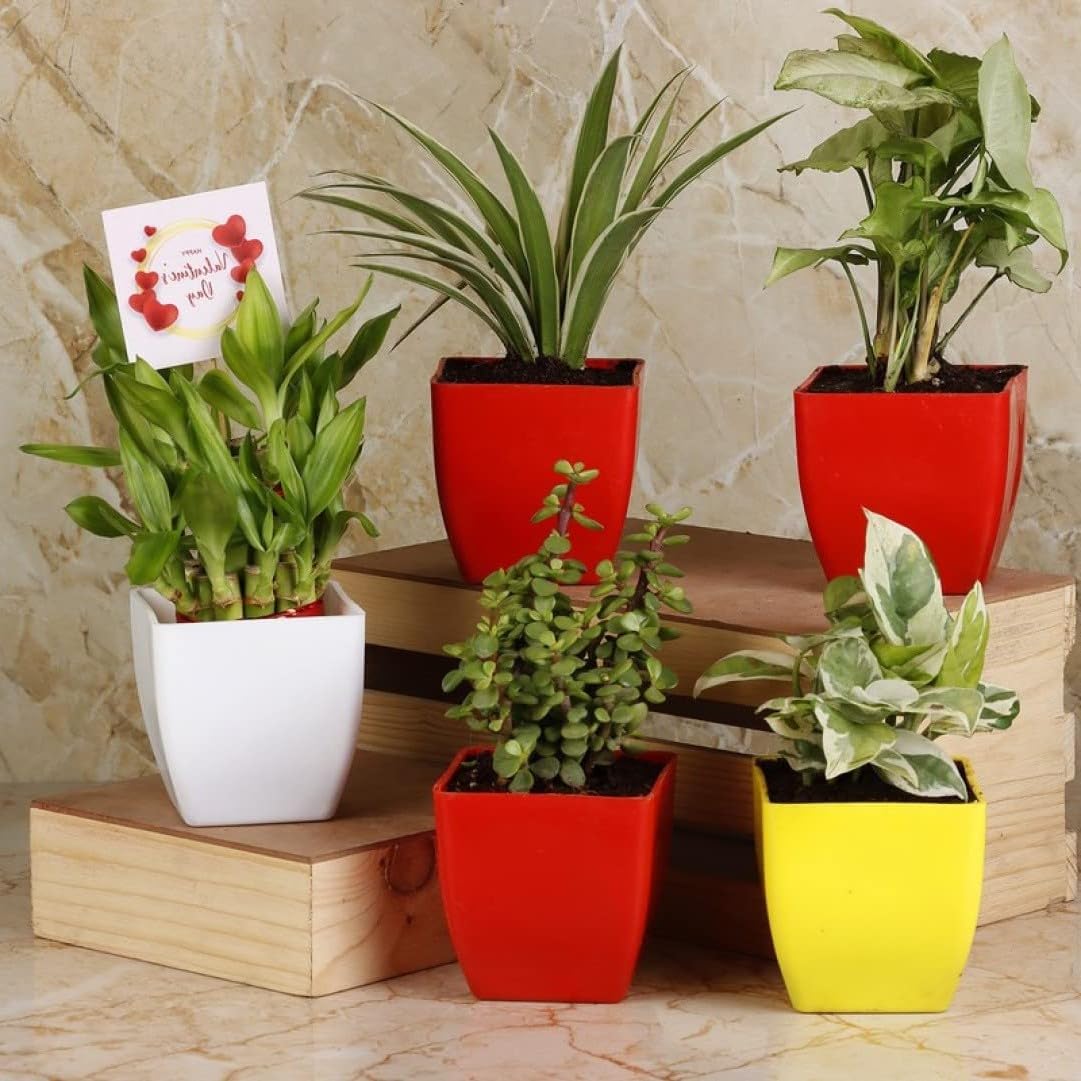 Guruji Plantation Combo of 5 Indoor Airpurifying Green Syngonium Plant, Spider Plant, Two Layer Lucky Bamboo, Jade, Money NJoy For Home Decor With Pot (B0D6LHDKVC) Amazon Price History, Amazon Price Tracker