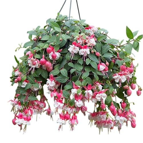 2pcs White Eyes Fuchsia Plants, Climbing & Trailing, 4-6