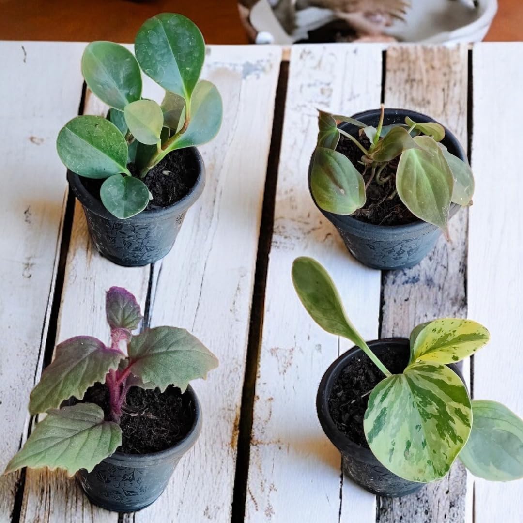 Amulya FARMS & NURSERY Air Purifying Blood Leaf Plant with Black Pot | Indoor Live Plants for Living Room, Home, Office, Table, Kitchen & Desk Decor | Rare Plant | Pink Stem (Air Purifying Combo) (B0CYPSC75T) Amazon Price History, Amazon Price Tracker