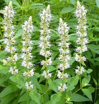 Hyssop- Giant White- Agastache- 100 Seeds by OrginBud