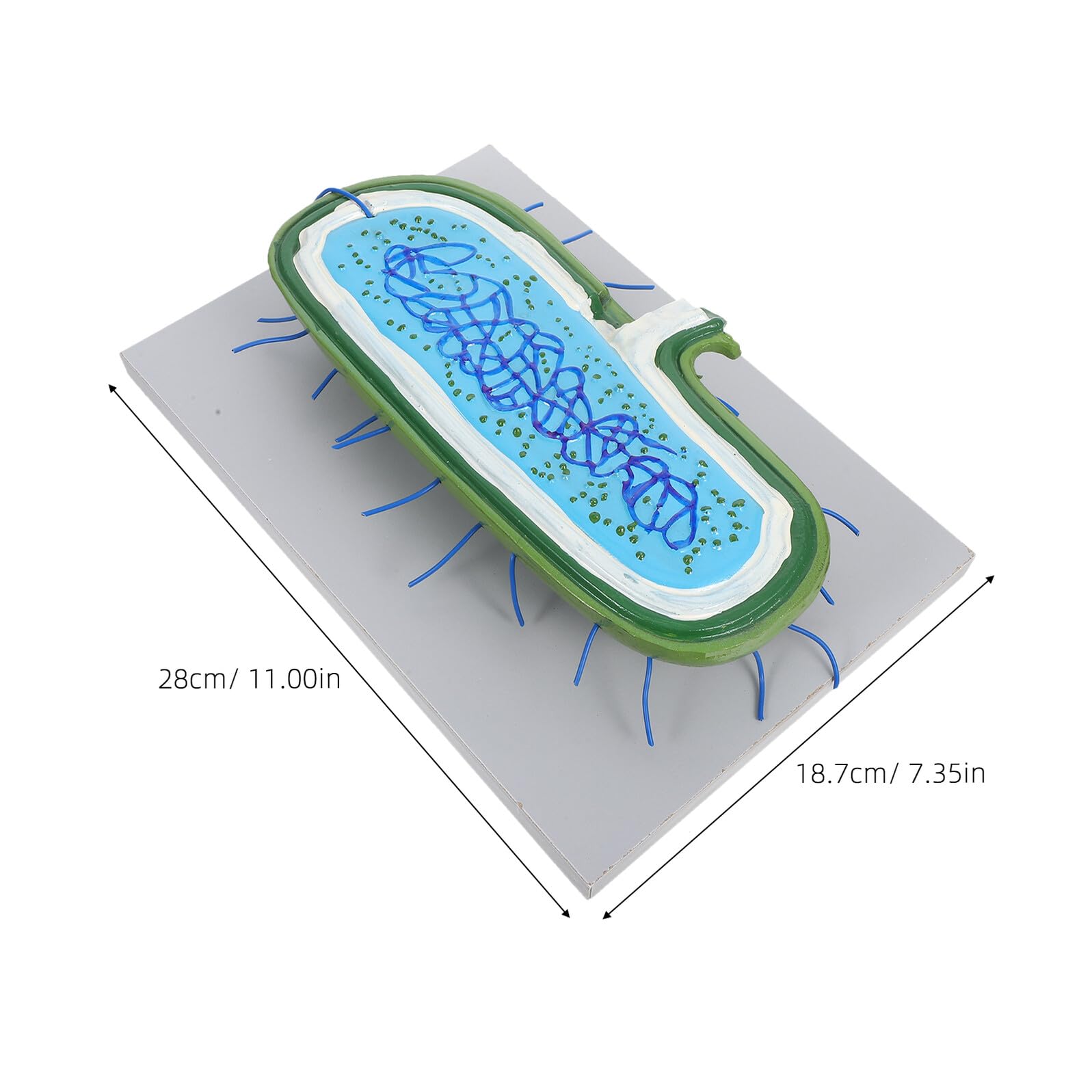Vergrößertes Zellkernmodell aus Kunststoff für Biologieunterricht | Detaillierte Zellorganellen Darstellung, Demonstrationsmodell für Schüler, Naturwissenschaftlicher Unterricht