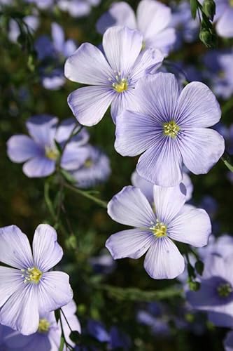 Miniatura 3 de Semillas de flores de lino azul (Linum perenne) – Más de 250 semillas de reliquia sin OMG de Isla's Garden Seeds, delicadas flores azul cielo,