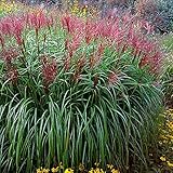 1 x Miscanthus sinensis ‚Rotsilber‘ XXL Topf (Ziergras/Gräser/Stauden/Winterhart) Rotes Chinaschilf 5 Liter Topf