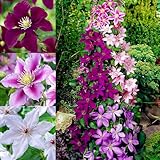 100+ Clematis Seeds for Planting - Rare Bloom Climbing Clematis Non-GMO, Heirloom Seeds Perennial Flower Garden Flower