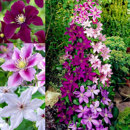 100+ Clematis Seeds for Planting - Rare Bloom Climbing...