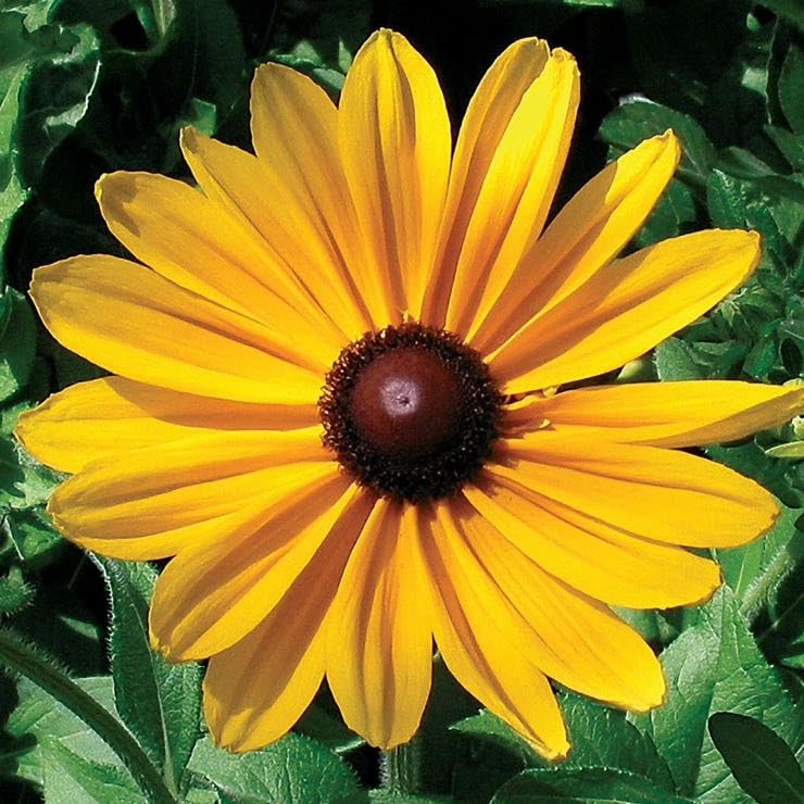 Park Seed Indian Summer Rudbeckia Seeds