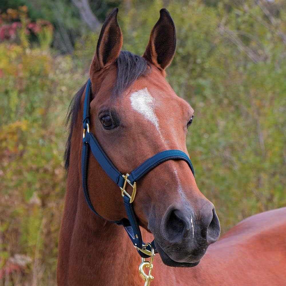 Dura-Tech Fully Padded Nylon Horse Halter | Horse Halter Designed Avoid Rubs | Adjustable Halter Horse Crown and Curb | 1 Double Ply Nylon | Halters for Horses
